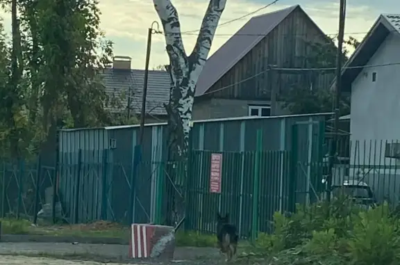 Потерянная овчарка на Беломорской улице, Казань