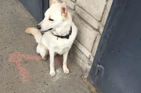 Найдена собака, белый окрас, ул. Юрина, 190В, Барнаул
