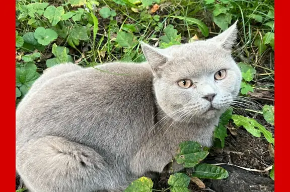 Найден взрослый кот, британец. Одинцово, Можайское шоссе, 29