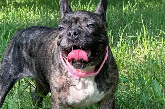 Собаки потеряшки, Москва, фото: Потеряшка собака Буся на ул. Полбина, Москва