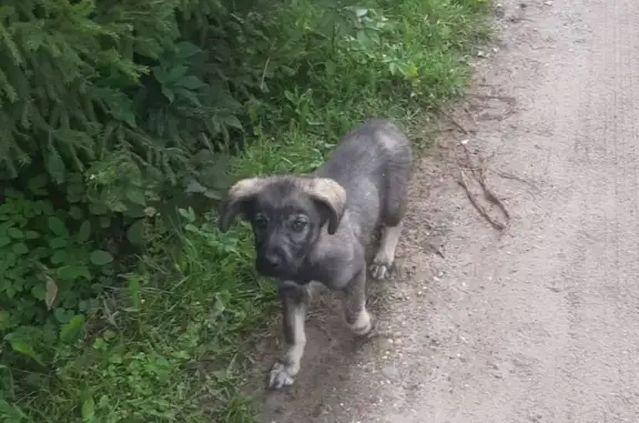 Собака Щенок в Московской области