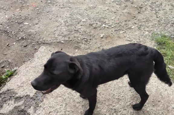 Собака найдена: Чёрный Лабрадор, возраст 1 год, Свердловский тракт