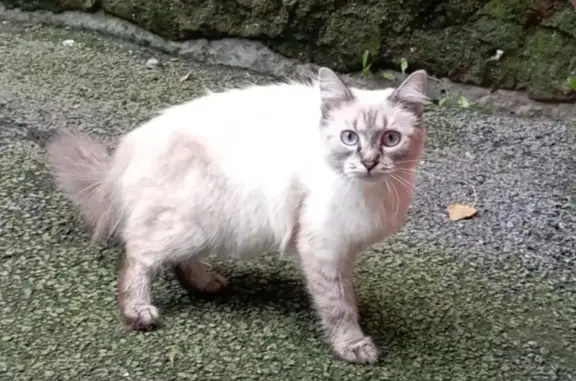 Найдена кошка во дворе дома Калинина 52, Северск