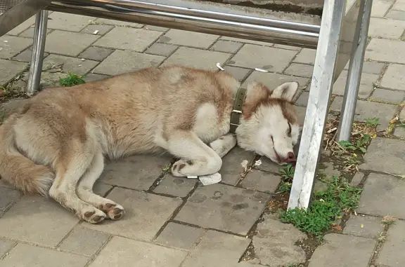 Собака найдена на остановке Школа 50 в Берёзовом