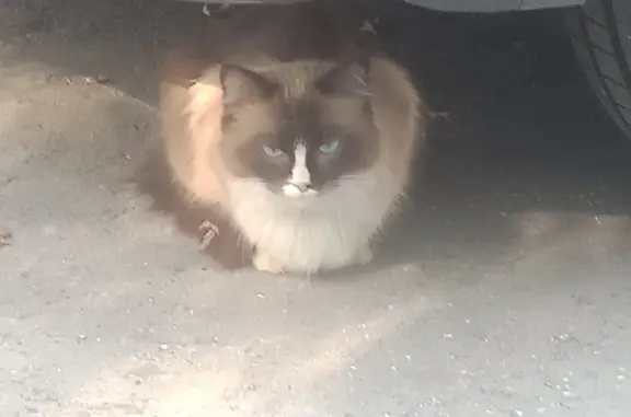 Найдена кошка в Москве, ул. Мусоргского 15