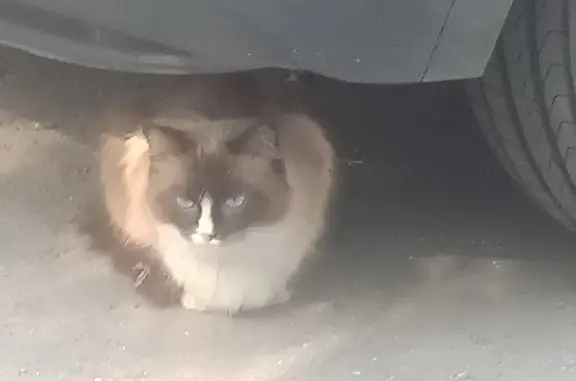 Найдена кошка с голубыми глазами на ул. Мусоргского, 15, Москва
