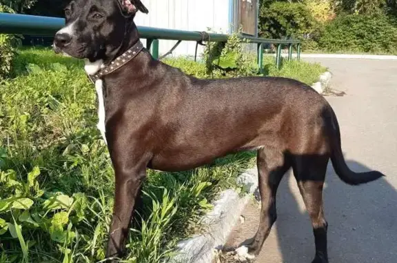 Пропала собака, Черно-коричневая с белыми пятнами, +79128010262, Комсомольский проспект, Челябинск