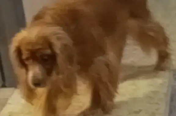 Пропала собака: Девочка спаниель, коричневого окраса, г. Излучинск, Югра