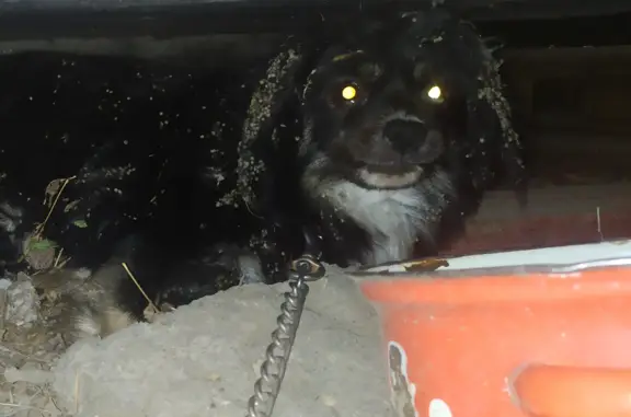 Найдена собака на ул. Ермолова, Пятигорск
