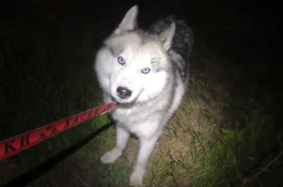 Пропала собака в Архангельском, помогите найти!