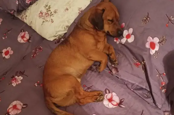 Пропала собака РИККИ в Ермолино