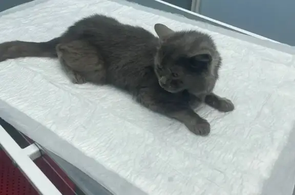 Найдена кошка в Балашихе, ул. Лукино
