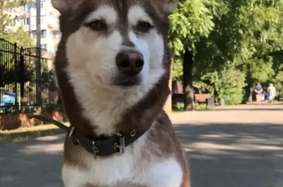 Найдена собака Девочка, мини-хаски, 12 кг, Краснодар