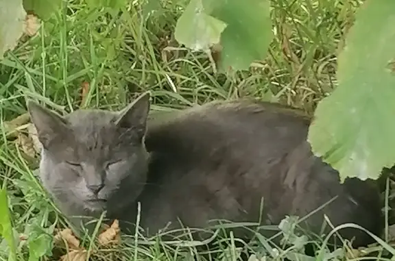 Найдена серая кошка, ул. Пузакова, 80, Тула