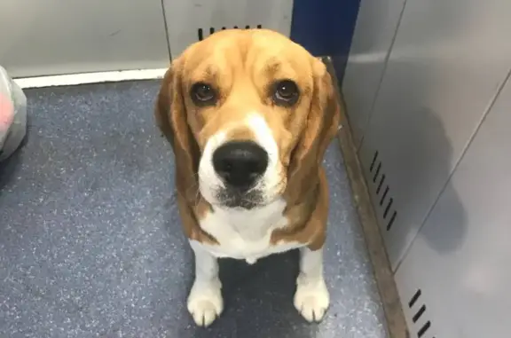 Найдена собака, Москва, фото: Найден Бигль без ошейника в Московском поселении