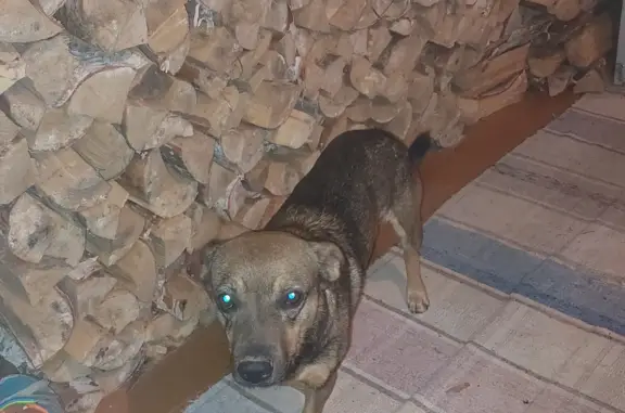 Собака Кобель найдена на ул. Сиреневая, Краснотурьинск