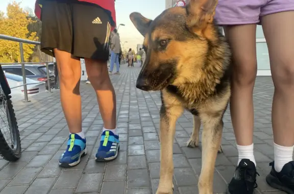 Найдена собака похожая на немецкую овчарку, ул. Макеева, Коломна