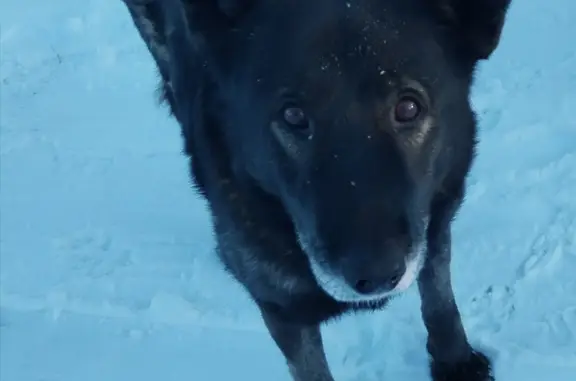 Собаки потеряшки, Ферма, фото: Потеряшка собака КОБЕЛЬ, ЧЕРНО-КОРИЧНЕВЫЙ, 13 лет. Убежал с дома, адрес: Железнодорожная ул., 18.