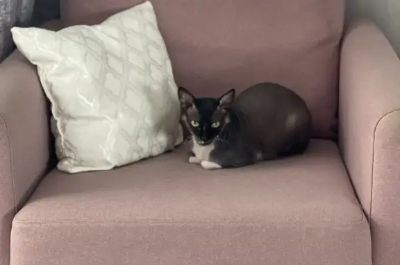 Кошки потеряшки, Москва, фото: Потеряшка кошка на ул. Николая Старостина, 5, Москва