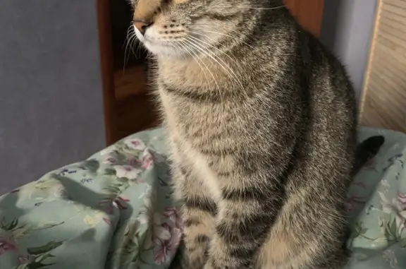 Потерянные животные Санкт-Петербург, фото: Пропала кошка, ул. Рубинштейна 22, СПб