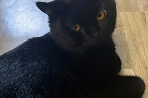 Пропала черная кошка на ул. 417-й Дивизии, 4