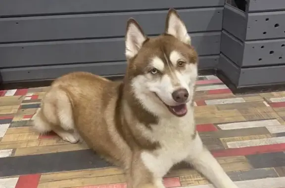 Пропала собака Кобель, рыже-белого окраса, Московская область