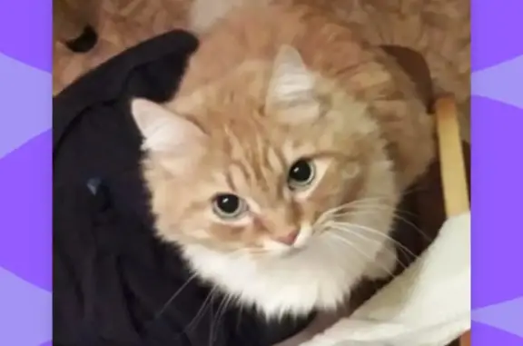 Кошки потеряшки, Санкт-Петербург, фото: Потеряшка рыжий кот, адрес: ул. Бухарестская, д. 33, к. 5, пд. 5, СПб