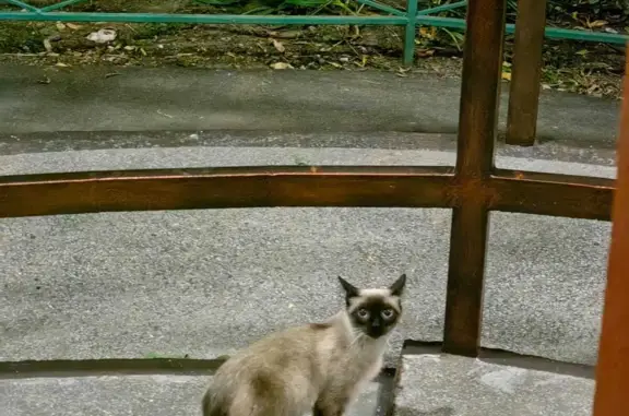 Найдена сиамская кошка в Химках, ул. Зои Космодемьянской, 5