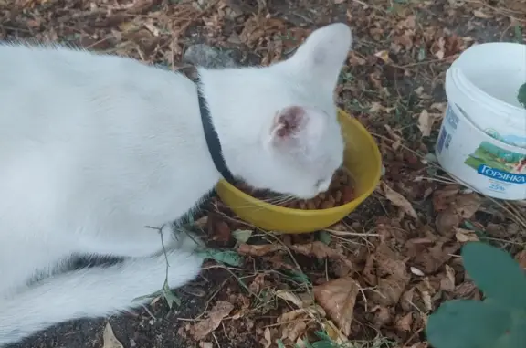 Найдена кошка на ул. Батурина, Симферополь