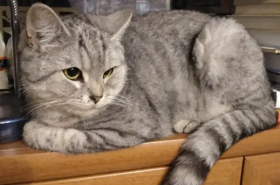 Найдена кошка: светло-серый кот, Толстопальцево, Москва