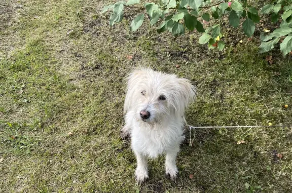 Найдена собака возле остановки в Минино
