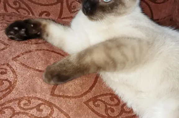 Пропала кошка: тайский котик, ул. Саянская, Абакан.