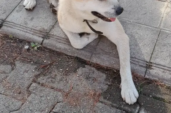 Найдена собака возле Вознесенской ул., 38А, Красная Поляна