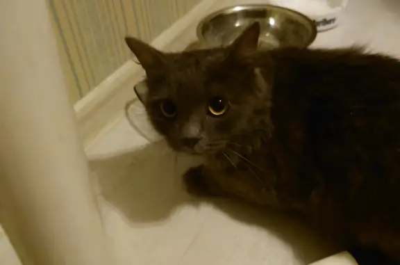 Кошка найдена в шахте лифта на Ударной улице, 21