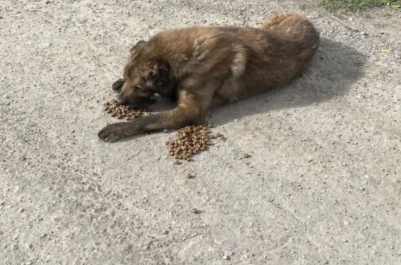 Собака с поврежденной лапой найдена на Вагонной улице, Комсомольск-на-Амуре