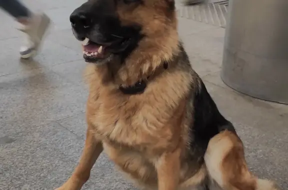 Найдена собака в метро 