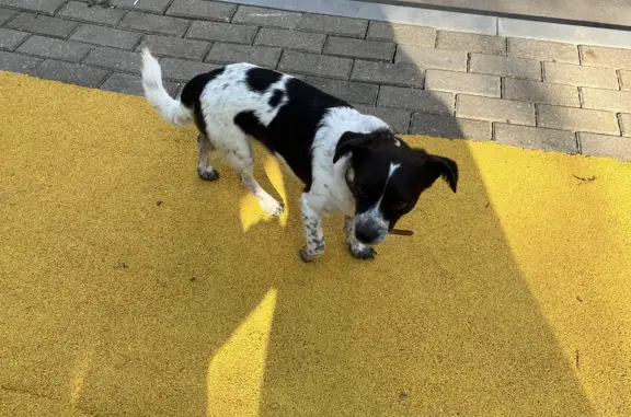 Найдена собака, Москва, фото: Собака с красной биркой на Родионовской ул., 13 к4, Москва