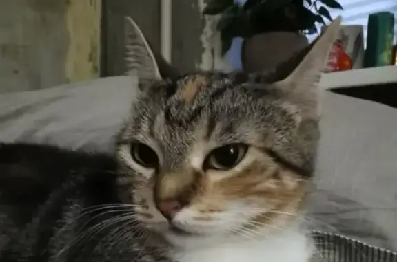 Кошки потеряшки, Москва, фото: Потеряшка кошка Мике(Муся) на Волгоградском проспекте, Москва