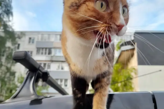 Найдена кошка на Центральной улице, Кострома