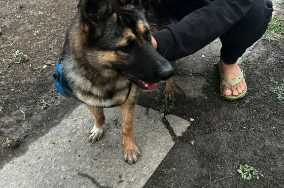 Найдена собака похожая на немецкую овчарку в районе поселка Октябрьский Ейского района