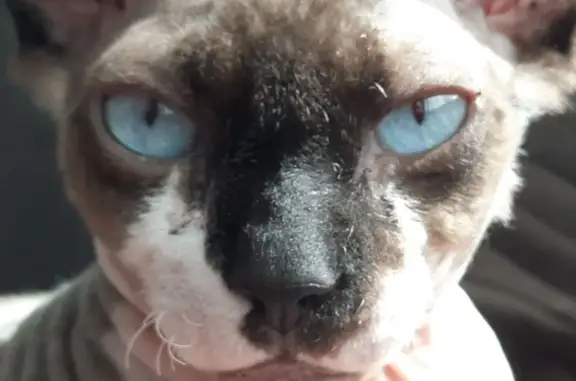 Пропала кошка Август, Канадский Сфинкс, 8 лет, серый с белыми и черными пятнами, голубые глаза
