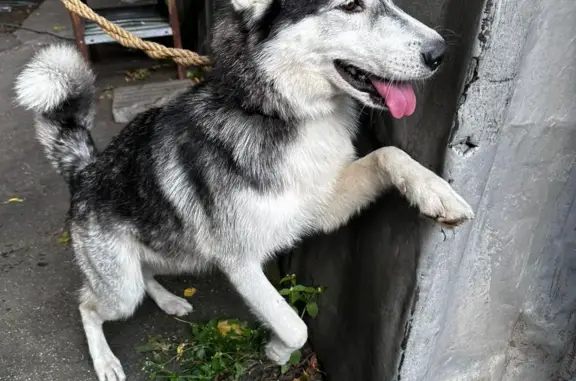 Собака найдена на ул. Лобачевского, Москва