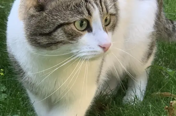 Кошки потеряшки, Москва, фото: Потеряшка домашний кот Мурзик, ул. Гиляровского 50, Москва