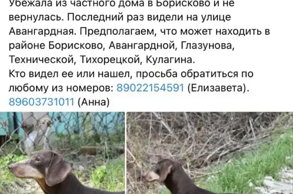 Пропала собака Лора, ул. В. Кулагина, Казань