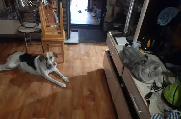 Собаки потеряшки, Москва, фото: Потеряшка собака белого окраса, похожа на гончую. Москва, Красное крыльцо.