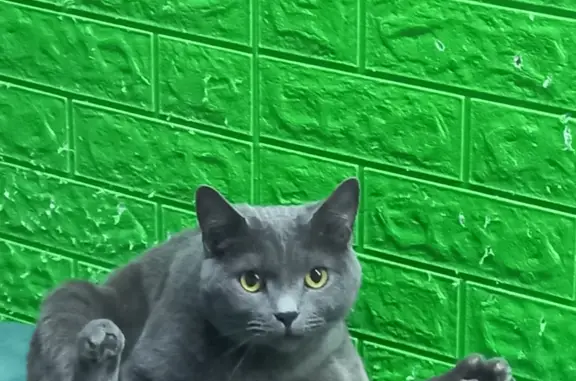 Пропала кошка Британский серый кот, Заозёрная улица, Архангельская область