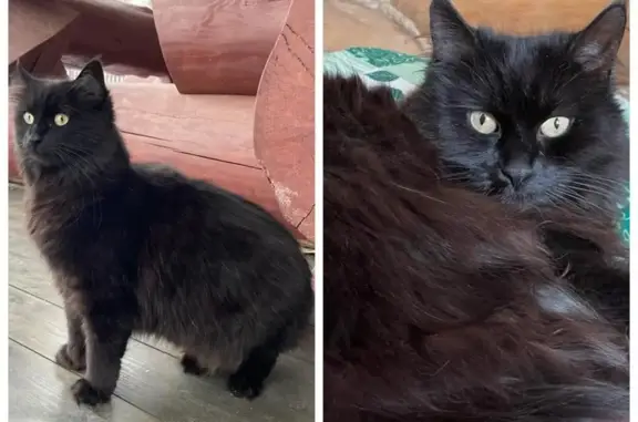Пропала черная кошка в Белоострове