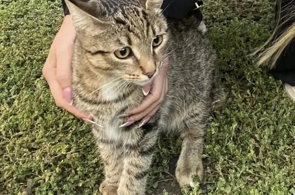 Найден котенок в парке Лесоводов, Уфа