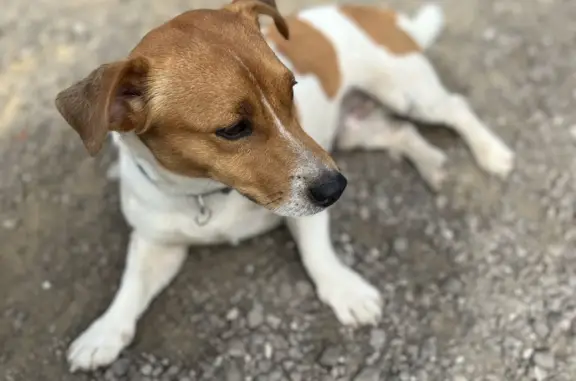 Собака Джек Рассел найдена в Маслово, Тула