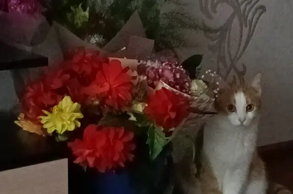 Пропал рыже-белый кот Тоша, ул. 40 лет Победы, 3А